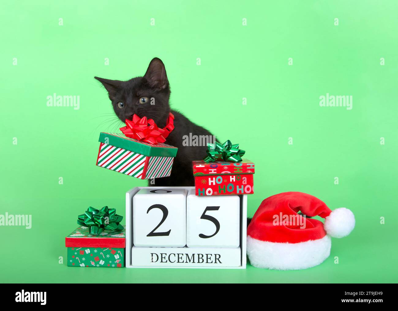 Chaton noir portant un col rouge vif avec cloche saisissant un cadeau de Noël dans sa bouche par l'arc, le tenant vers le haut des blocs de calendrier avec Noël d. Banque D'Images