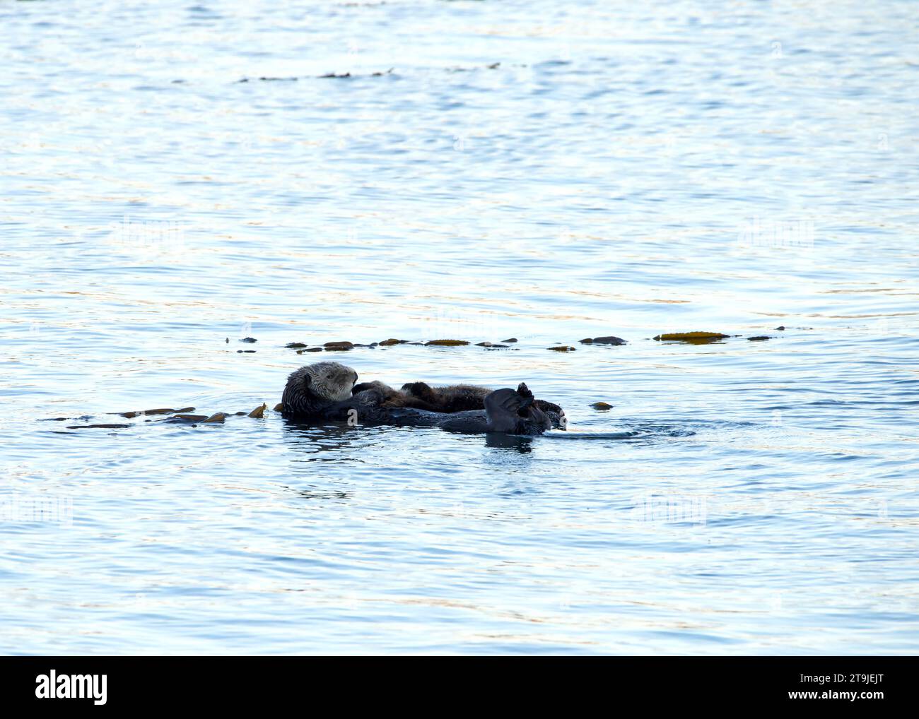 Femelles de Californie loutres de mer toilettant bébé dans les eaux océaniques peu profondes près du rivage, tenant bébé avec le visage sur le sien, flottant dans l'eau. Banque D'Images