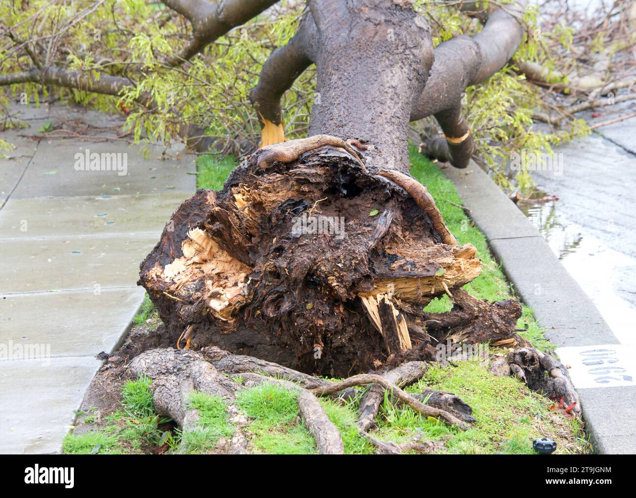 Dégâts de tempête après un vent de 70 mph avec de la pluie a frappé la région de la baie pendant la nuit en Californie. Pourriture sèche affaiblissant le tronc de l'arbre, les vents l'ont cassé au niveau du sol. Banque D'Images