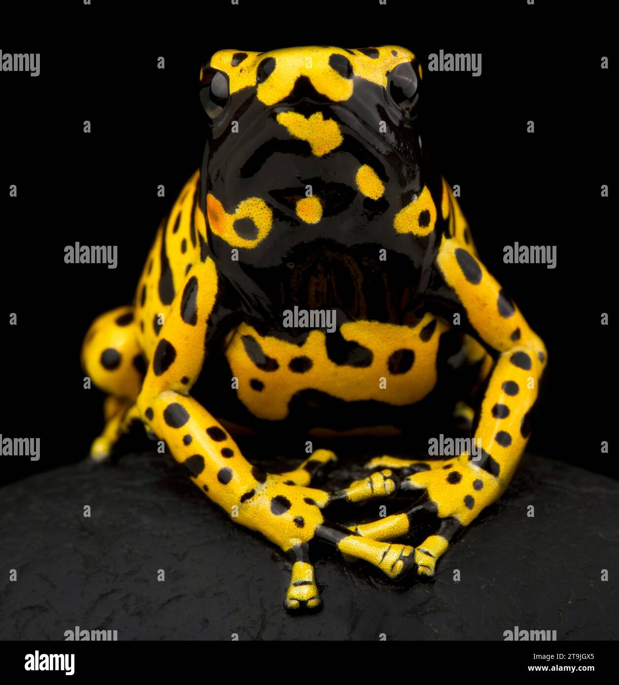 Grenouille de dart toxique à bande jaune (Dendrobates leucomelas) Banque D'Images