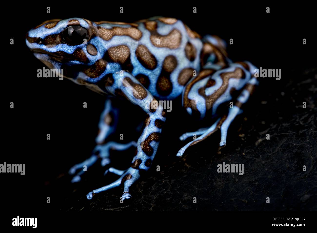 La grenouille poison bleue et noire (Dendrobates auratus) Banque D'Images