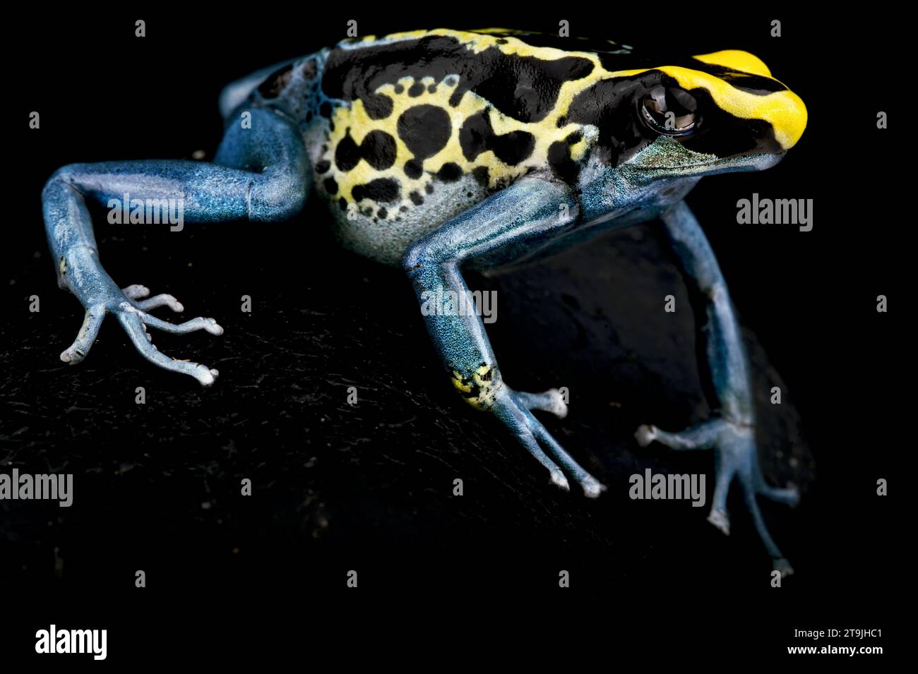 La grenouille à fléchettes Dying (Dendrobates tinctorius) est une grande espèce de grenouille colorée du bouclier guyanais en Amérique du Sud. Banque D'Images