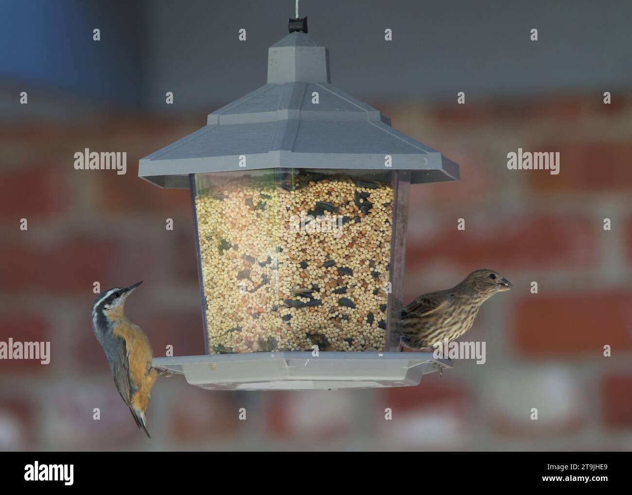 Oiseaux mangeant dans une mangeoire à oiseaux, fond de mur de brique. Oiseaux d'arrière-cour en compétition pour l'espace sur la mangeoire. Banque D'Images