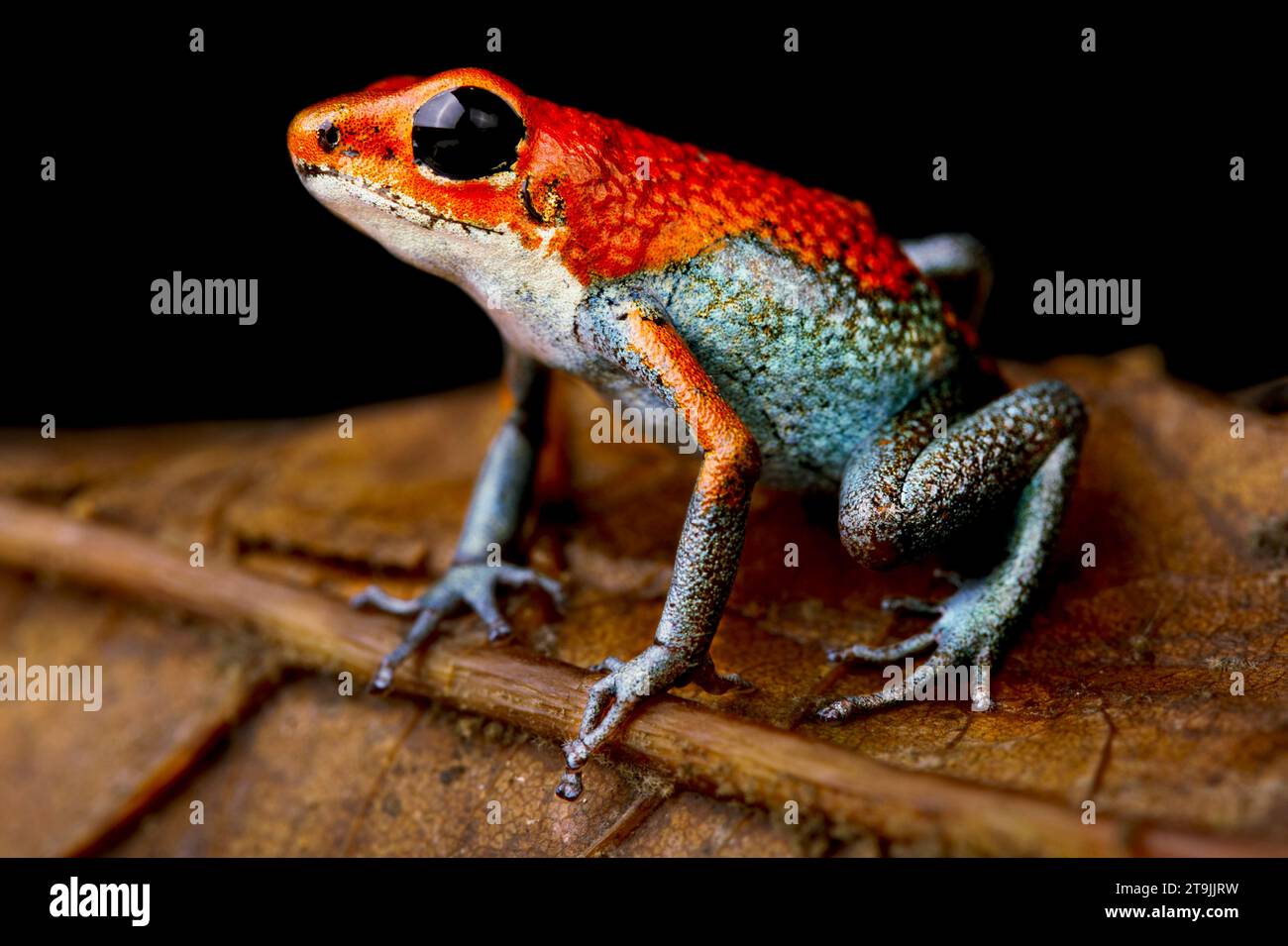 La grenouille flèche de poisson granulaire (Oophaga granulifera) est endémique du Costa Rica. Banque D'Images