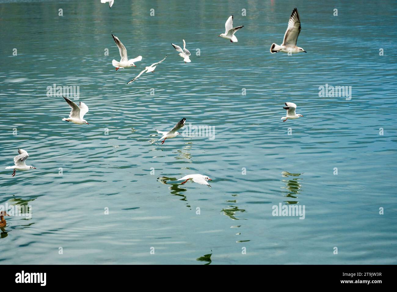 Beaucoup d'oiseaux, volant au-dessus du lac ohrid le matin à la recherche de nourriture. Mouettes. Lari, laridae. Banque D'Images