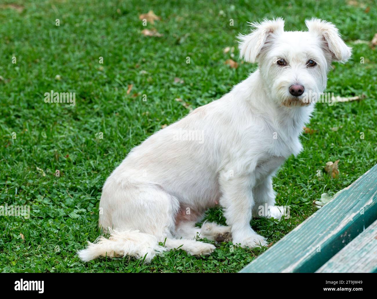 Mignon petit chiot blanc , posant dans l'herbe. Le chien aux grandes oreilles. Race mixte. Pattes. L'histoire inédite, le concept. Film hommage, de 1984. Banque D'Images