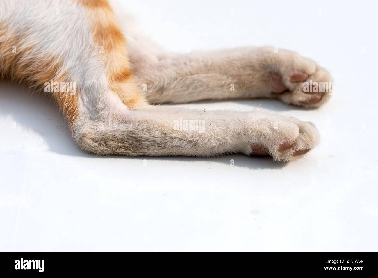 PAWS, une partie du chat de la rue, assis sur la surface blanche. Banque D'Images