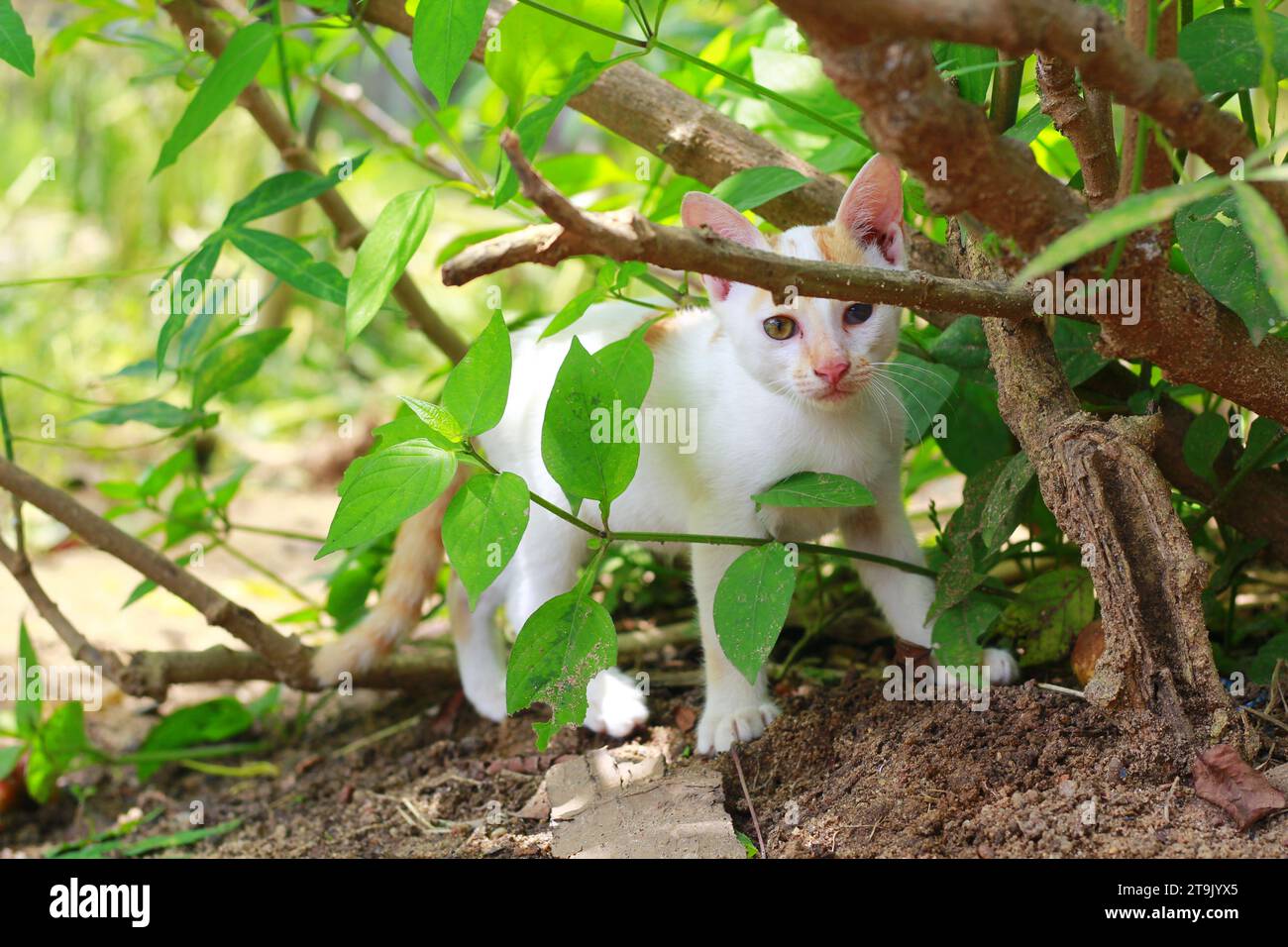 Petit chaton se promène dans le jardin. Les jeunes chats voient leurs proies en marchant Banque D'Images
