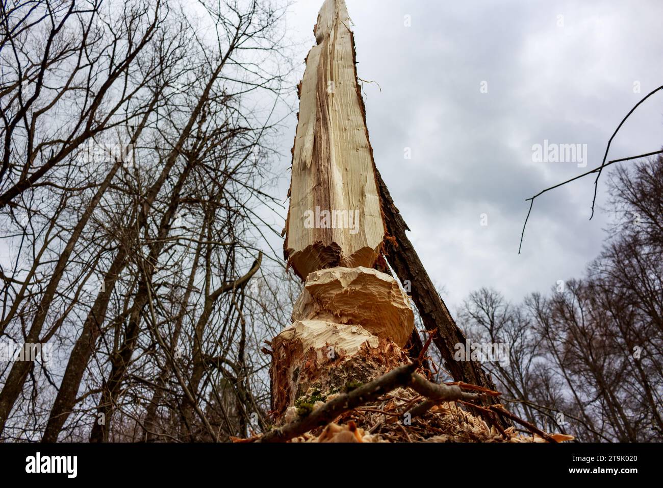 Castors mâchant des arbres dans une zone forestière sauvage. Restes d'un arbre rongé. Sculpture créée par des castors Banque D'Images