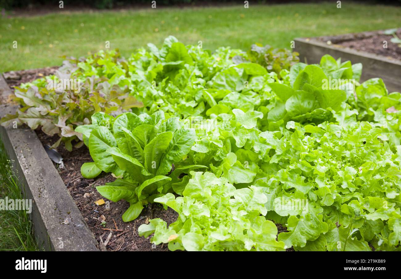 Rangées de plantes de laitue poussant dans un lit surélevé dans un jardin anglais, Royaume-Uni Banque D'Images