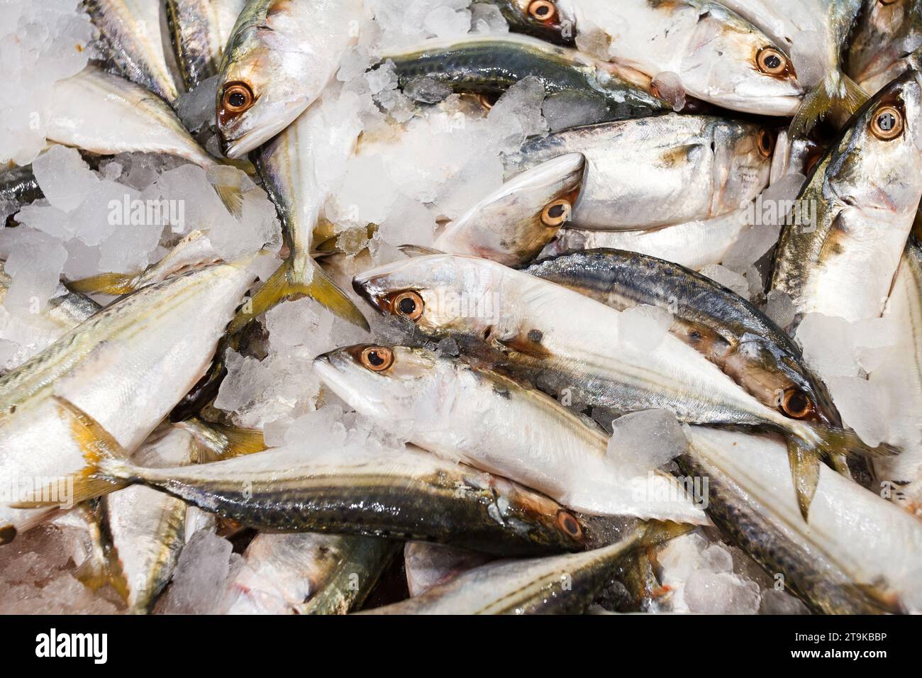 Chinchard poisson sur glace, frais cru entier réfrigéré, au marché aux poissons, bokeh. Banque D'Images