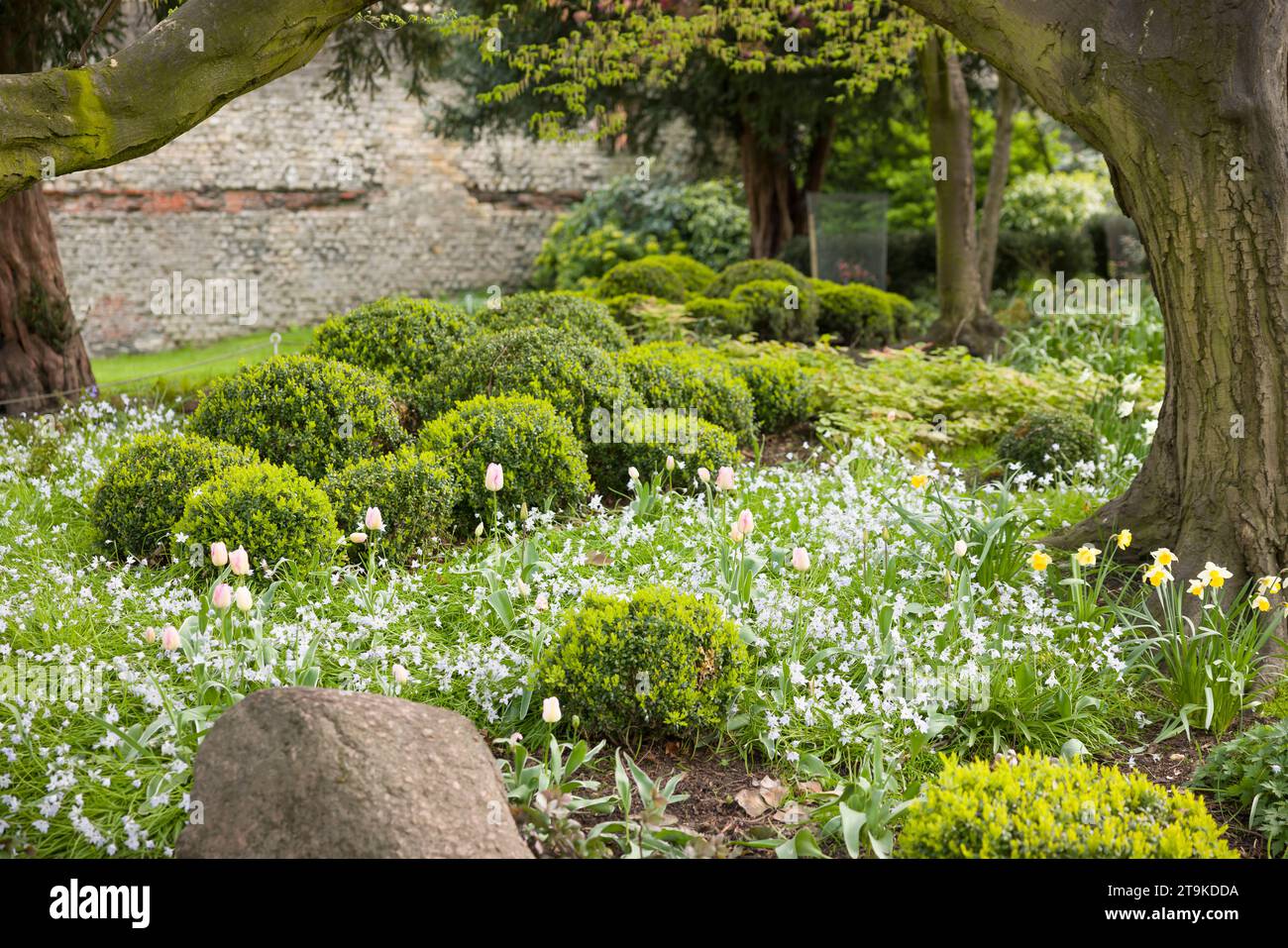 Bulbes de tulipe et d'ipheion uniflorum, plantes poussant dans un parc paysager anglais. Jardins du musée York, Royaume-Uni Banque D'Images