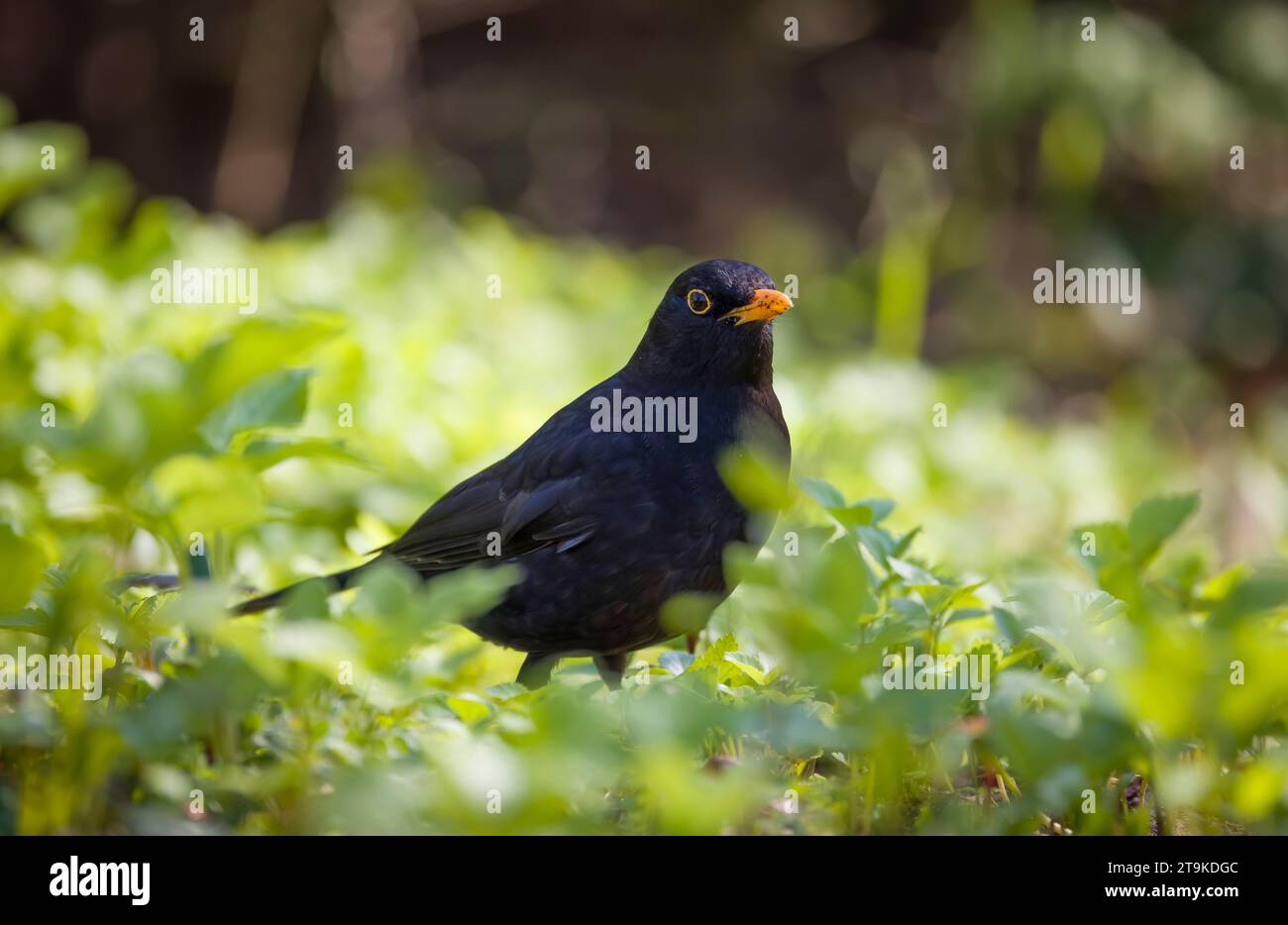 Adulte mâle commun blackbird se nourrissant dans un jardin anglais, Royaume-Uni Banque D'Images