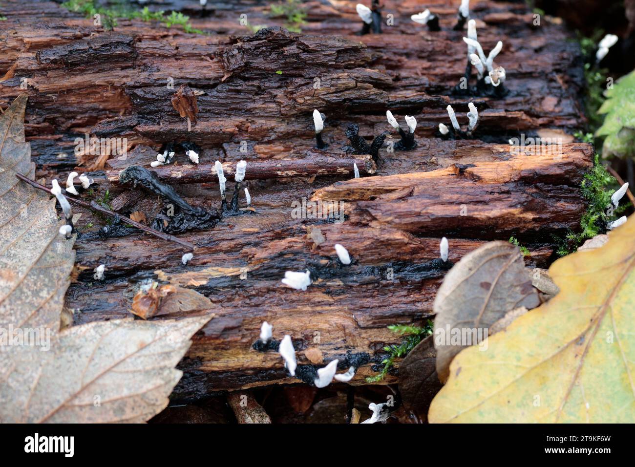 Xylaria hypoxylon, champignon du tabac à priser à la bougie, petites tiges aplaties en forme de bois blanc avec des bases noires poussant à partir de vieilles souches et de grumes d'hiver saison UK Banque D'Images