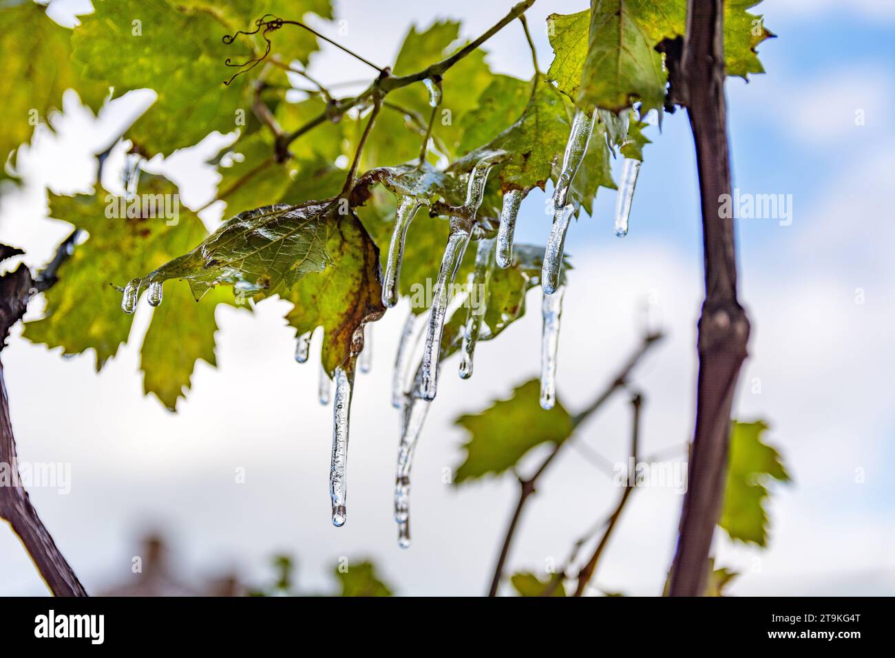 Gros plan de vignes avec des feuilles vertes et de la glace suspendue sur une froide journée d'automne dans le vignoble. Fond de ciel couvert, mettant l'accent sur une agriculture Banque D'Images