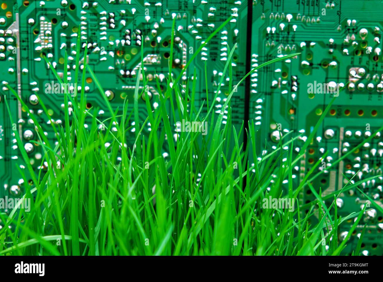 Un circuit imprimé vert avec de nombreux composants minuscules est juxtaposé à l'élément naturel de l'herbe. Banque D'Images
