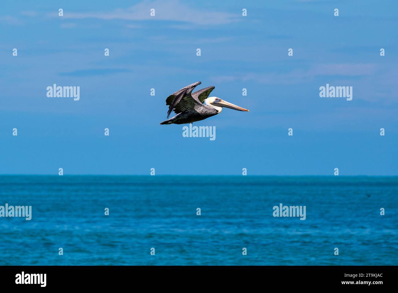 Pelican volant dans le ciel bleu au-dessus de l'océan Banque D'Images