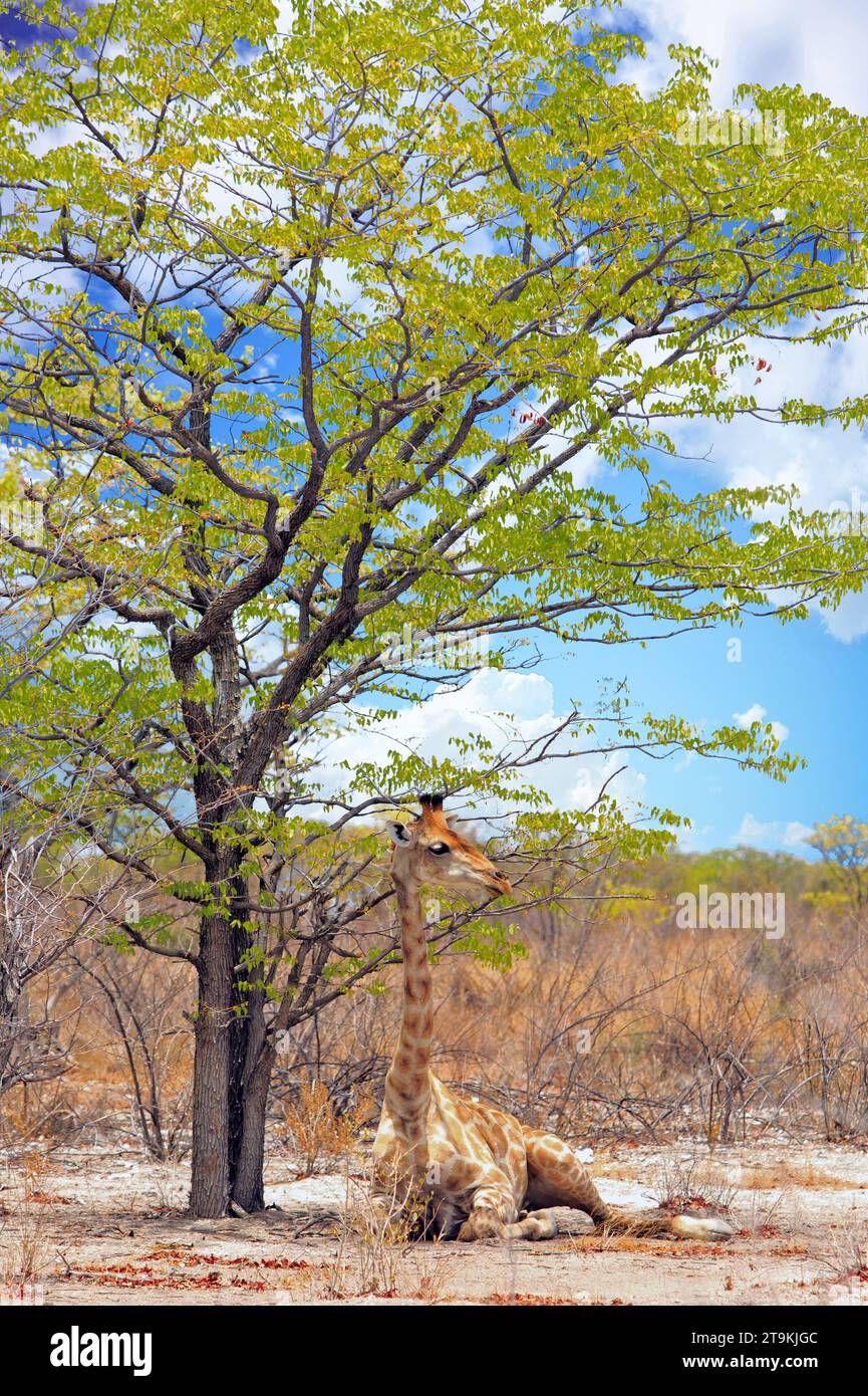Une jeune girafe assise sous un arbre reposant et ombragé du soleil de milieu de journée Banque D'Images