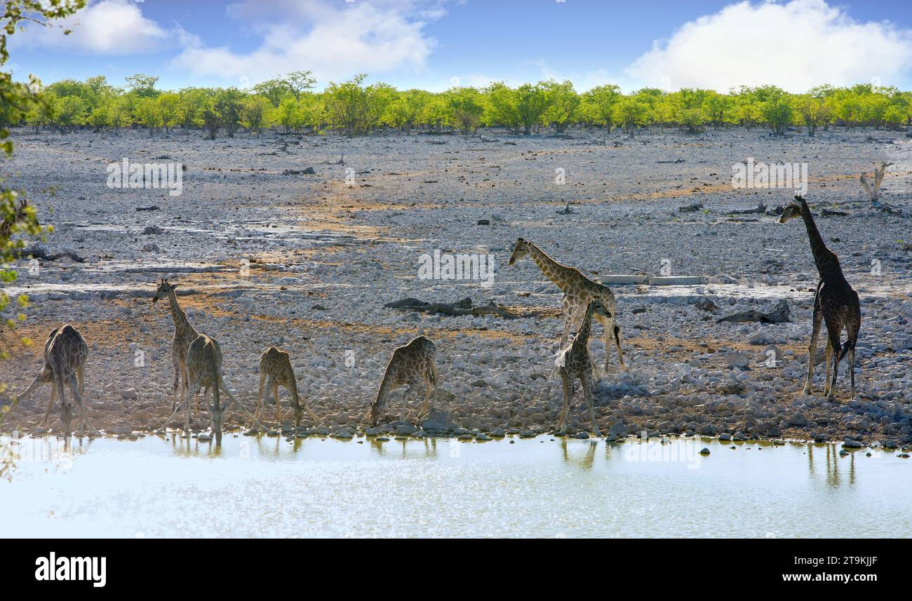 Un grand troupeau de 8 girafe prenant un verre à un point d'eau, soms ont là les jambes pliées et la tête baissée tout en buvant. Banque D'Images