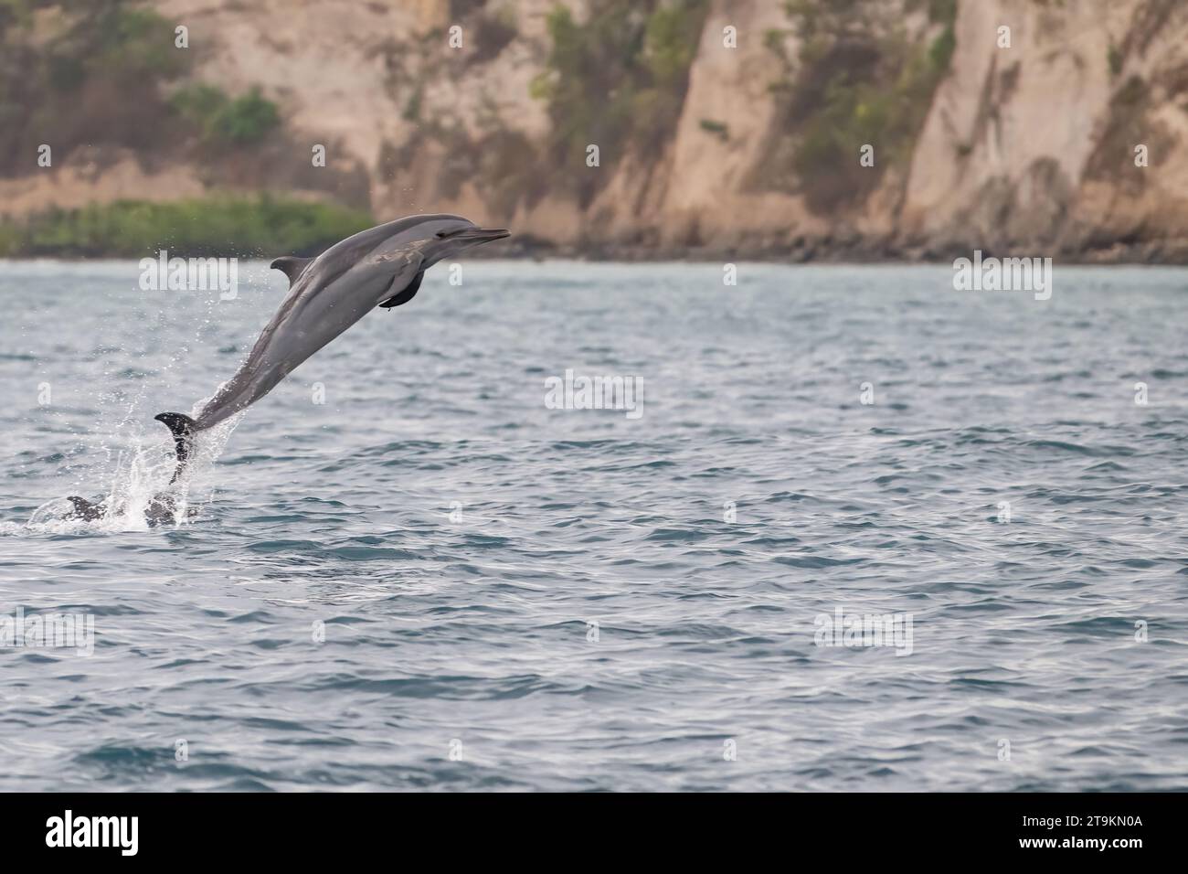 sténose dauphin à gros bec brisant la surface de la lagune de mayotte en face de l'île petite terre Banque D'Images