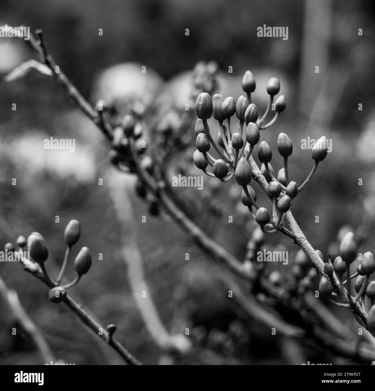 Pétales jaunes exceptionnellement beaux dans le jardin les pétales de fleurs jaunes fleurissent au printemps prochain Banque D'Images