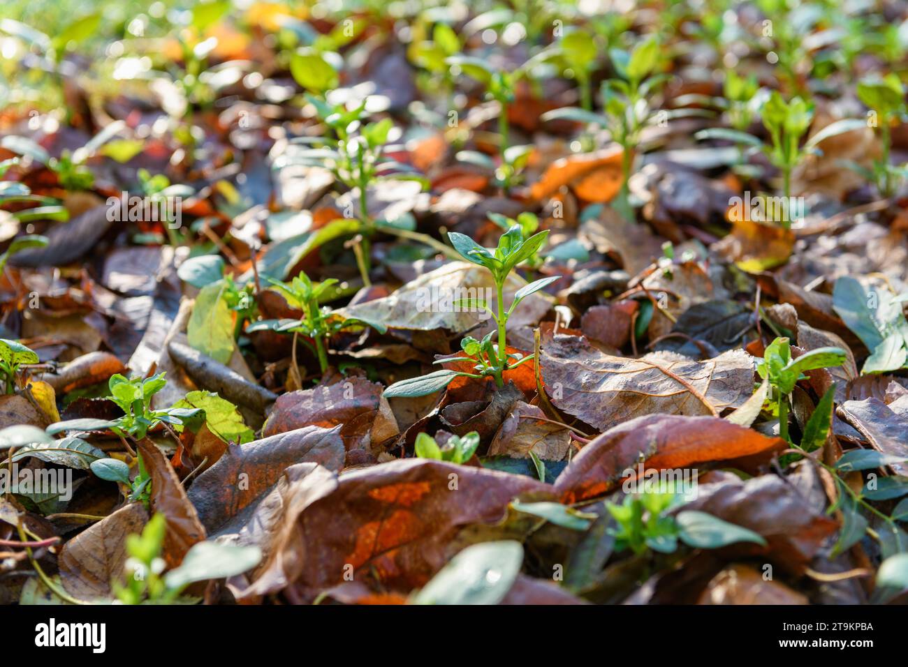 Fleurs fraîches. Parterre de fleurs paillé avec une épaisse couche de feuilles tombées. Cultiver des annuelles rudes d'hiver avec la protection du paillis de feuilles. Banque D'Images