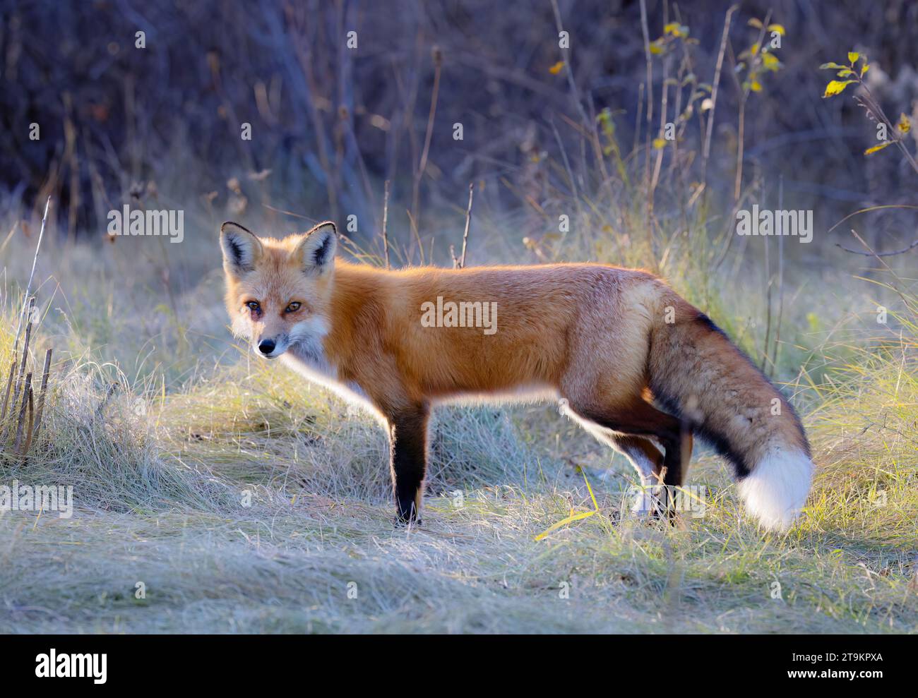Un jeune renard roux avec une belle queue debout dans une prairie herbeuse en automne. Banque D'Images