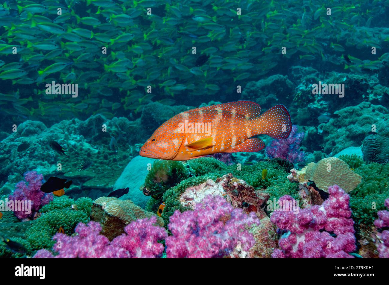 Arrière-plan corallien (Cephlopholus miniata) avec coraux mous et école de vivaneaux en arrière-plan. Mer d'Andaman, Thaïlande. Banque D'Images