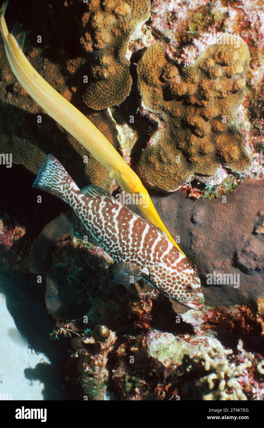 Le mérou tigre (Mycteroperca tigris) et le trumpetfish (Aulostomus maculatus) font un tour pour se rapprocher des proies. Banque D'Images