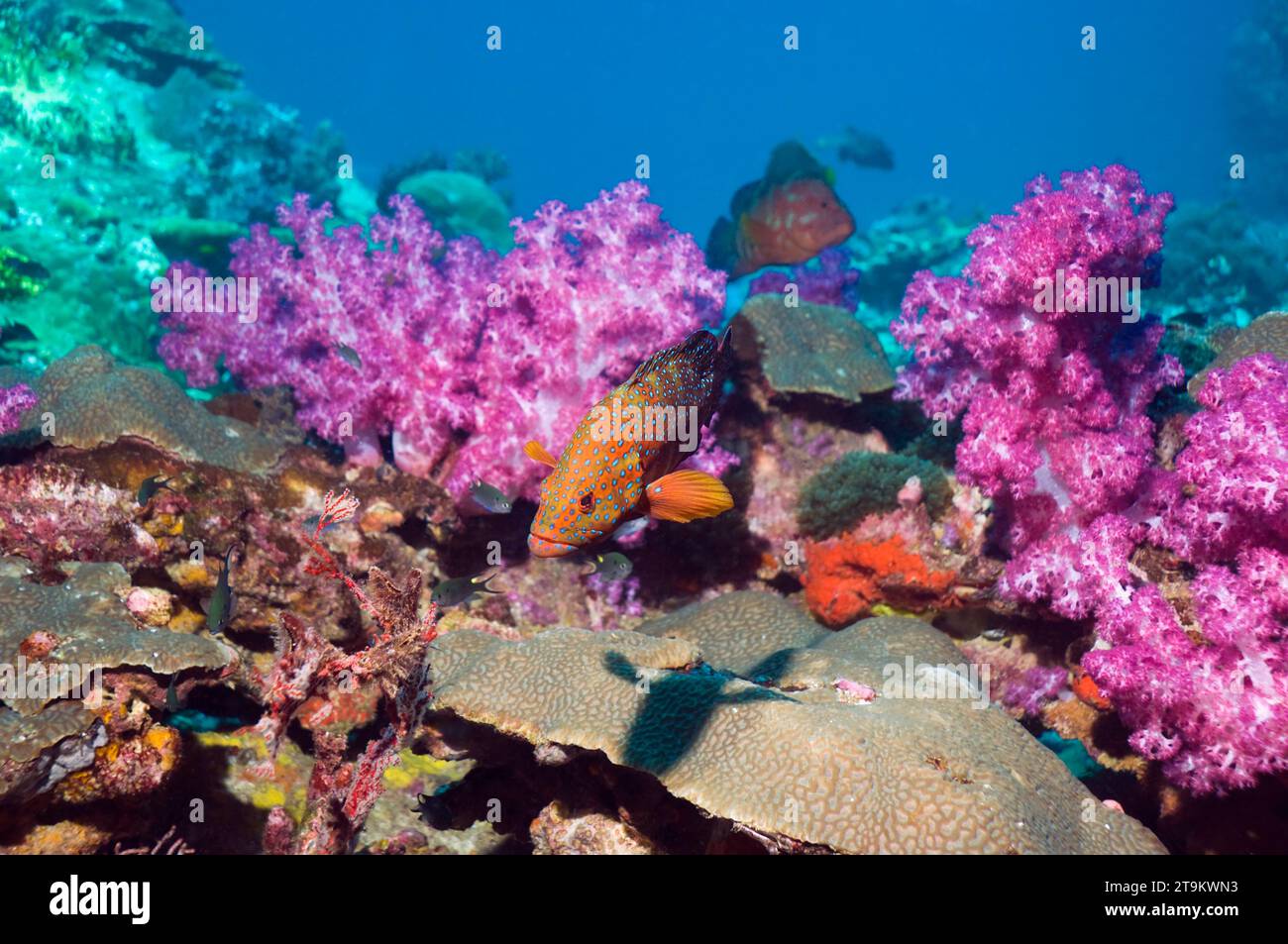 (Cephalopholis miniata hind corail) sur les récifs coralliens avec des coraux mous. La mer d'Andaman, en Thaïlande. Banque D'Images