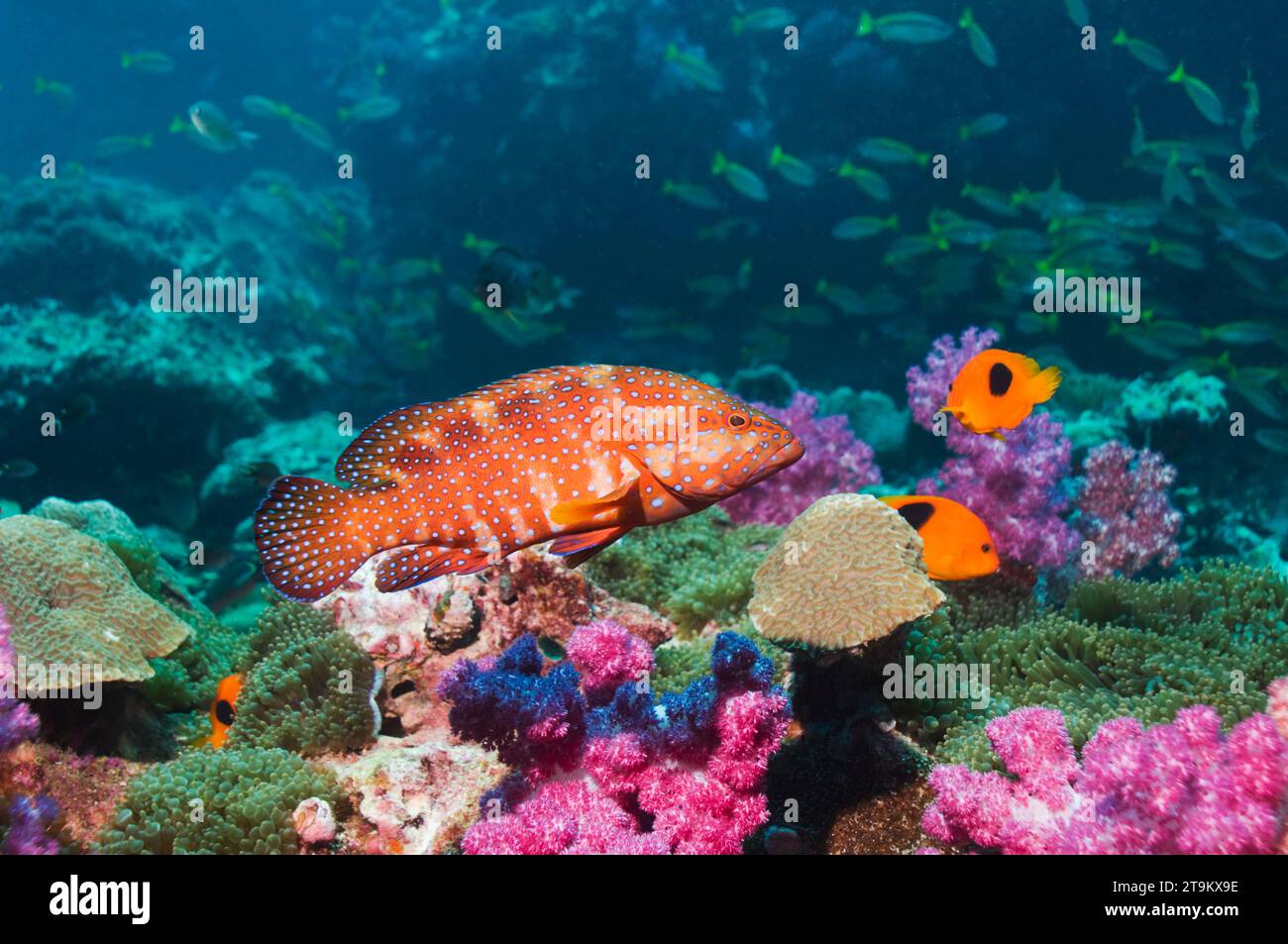 Arrière-plan corallien (Cephlopholus miniata) avec coraux mous et école de vivaneaux en arrière-plan. Mer d'Andaman, Thaïlande. Banque D'Images