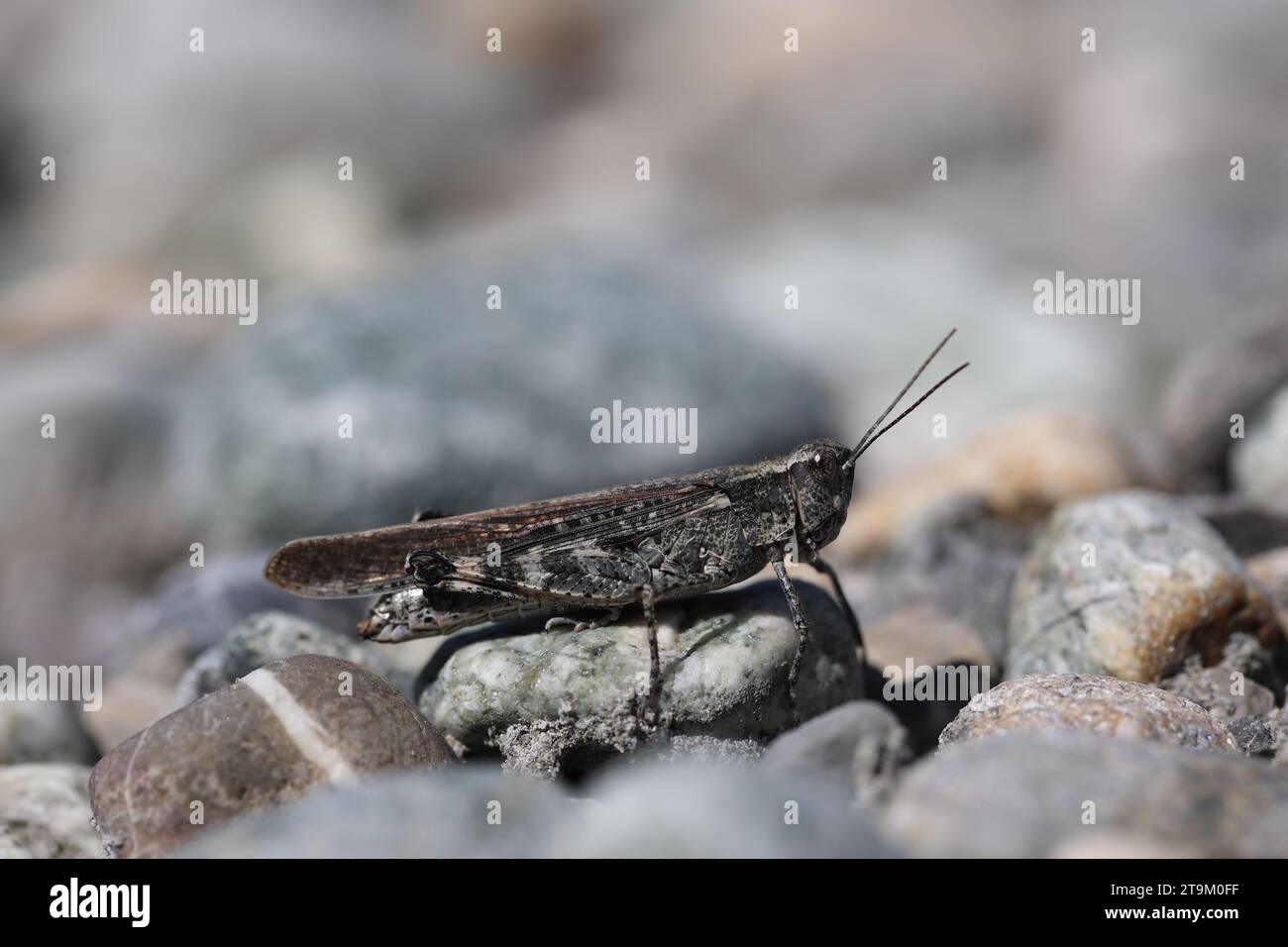 sauterelle européenne dans un lit de rivière asséché Banque D'Images