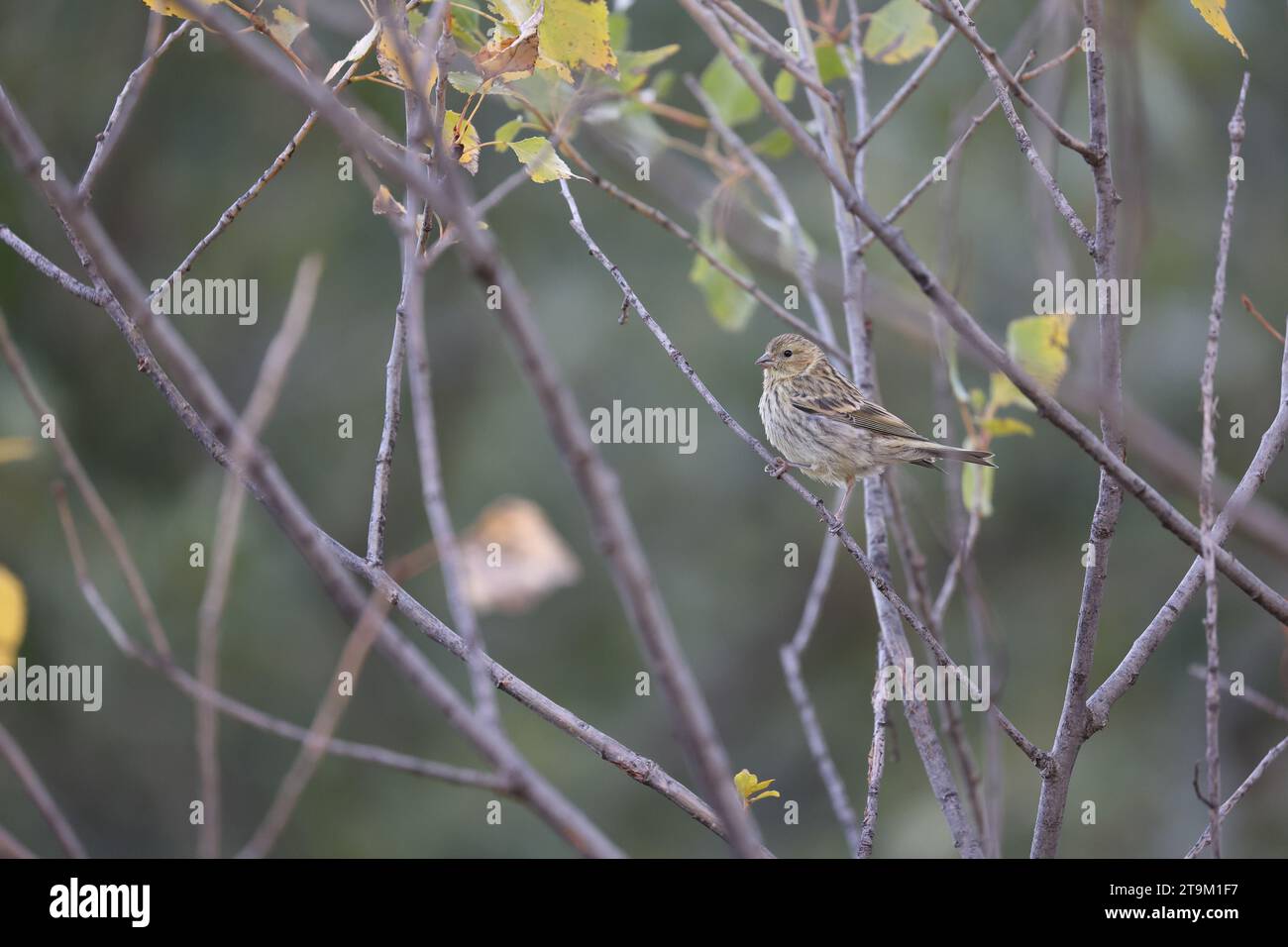 femelle serin européenne dans son environnement naturel Banque D'Images