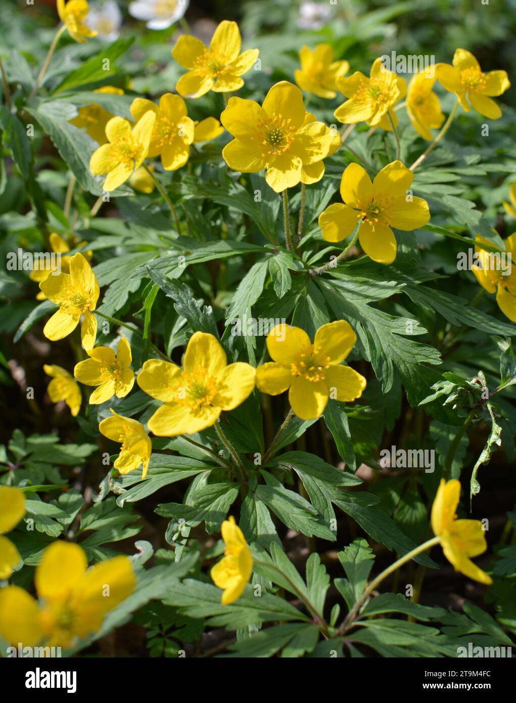 Au printemps, dans la forêt sauvage fleurit l'anémone jaune (Anemone ranunculoides). Banque D'Images
