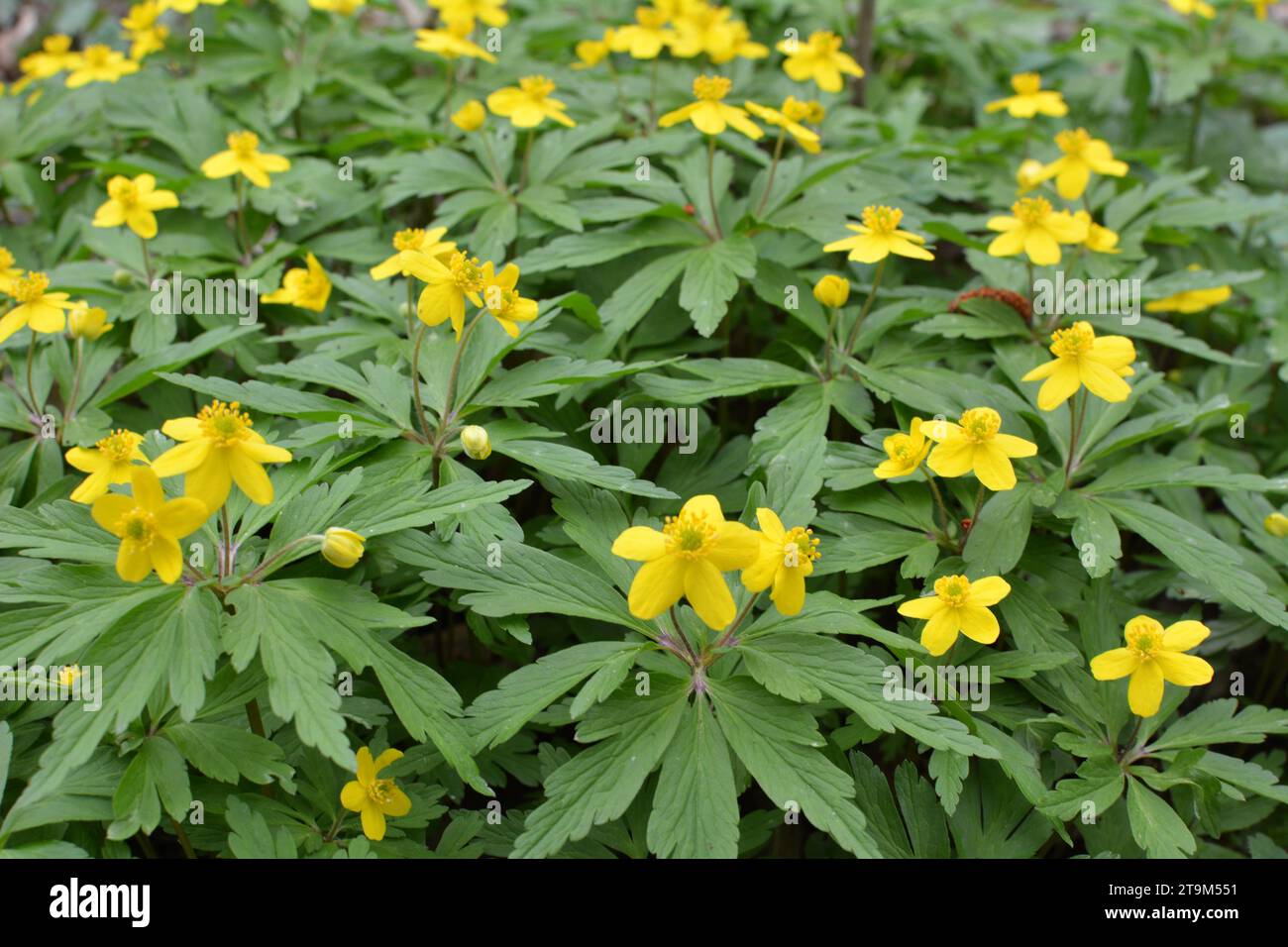 Au printemps, dans la forêt sauvage fleurit l'anémone jaune (Anemone ranunculoides). Banque D'Images