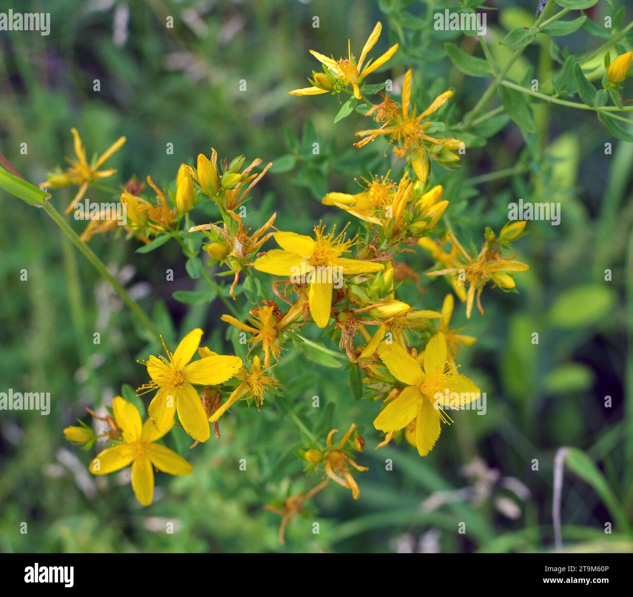 Dans la nature dans la forêt Bloom St. Millepertuis (hypericum perforatum) Banque D'Images