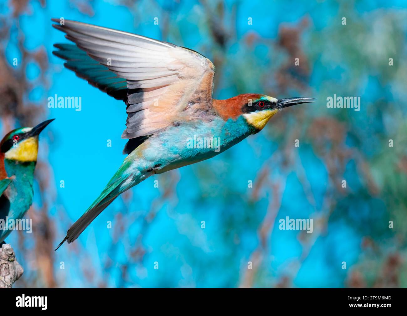 Oiseau européen mangeur d'abeilles (Merops apiaster) volant, Toscane, Italie Banque D'Images