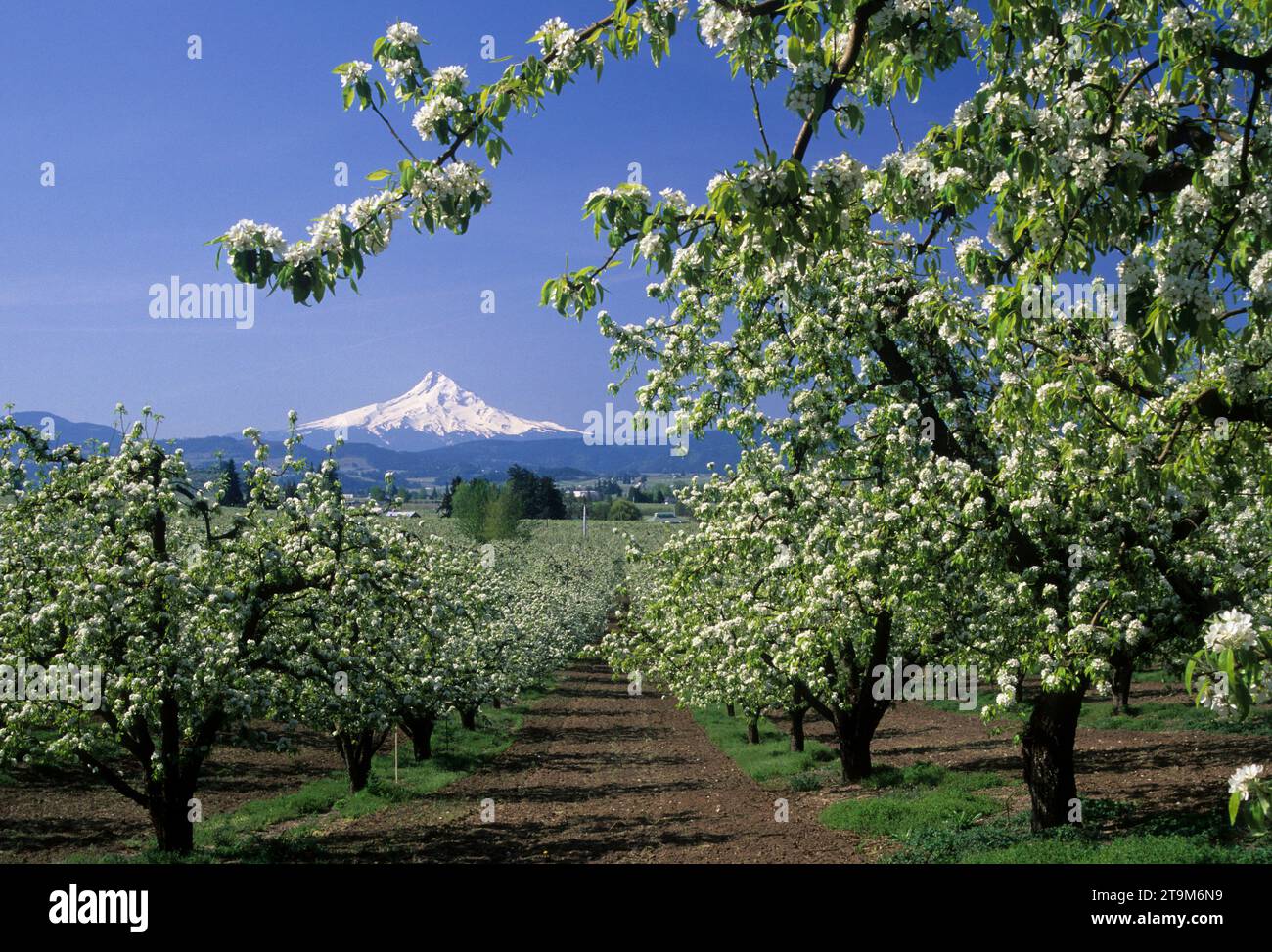 Verger en fleur de poire avec Mt Hood, Oregon, Hood River Comté Banque D'Images