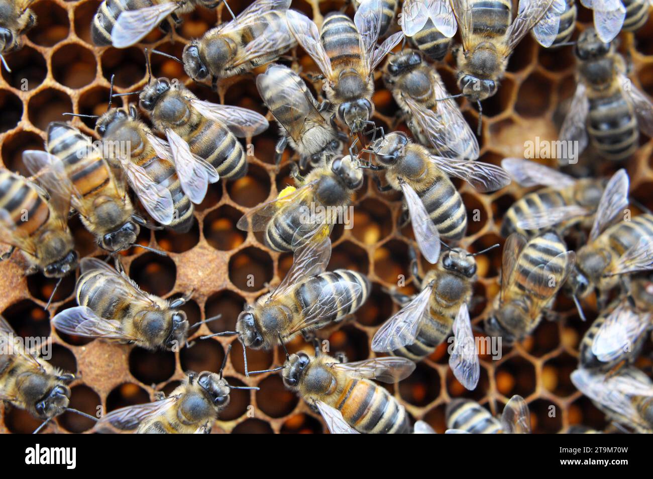 Gros plan d'abeilles ouvrières travaillant sur un cadre en nid d'abeille Banque D'Images