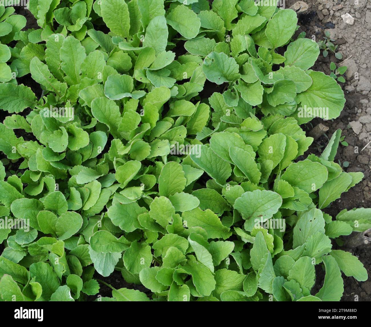 Semis de radis précoces cultivés en serre Banque D'Images