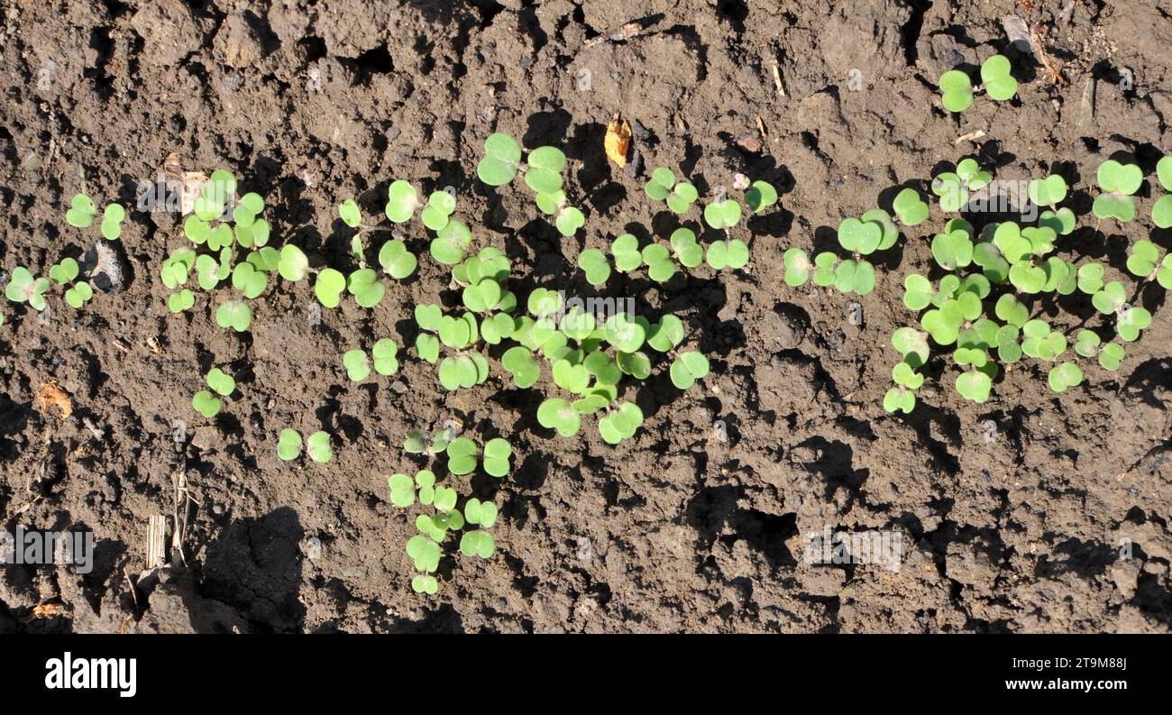 Semis de radis précoces cultivés en serre Banque D'Images