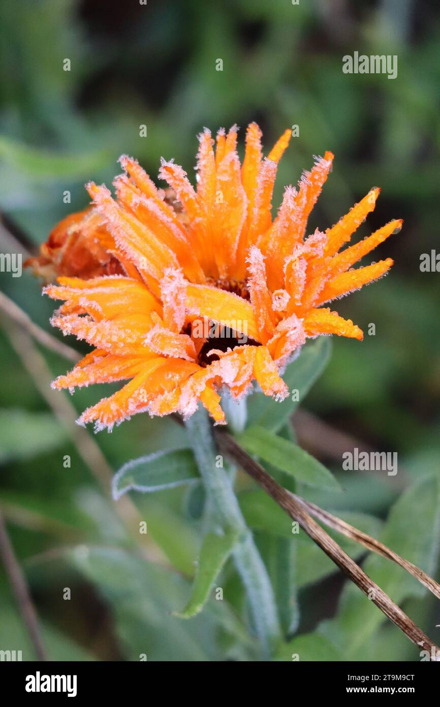 Marigold avec rosée matinale et Hoarfrost Banque D'Images