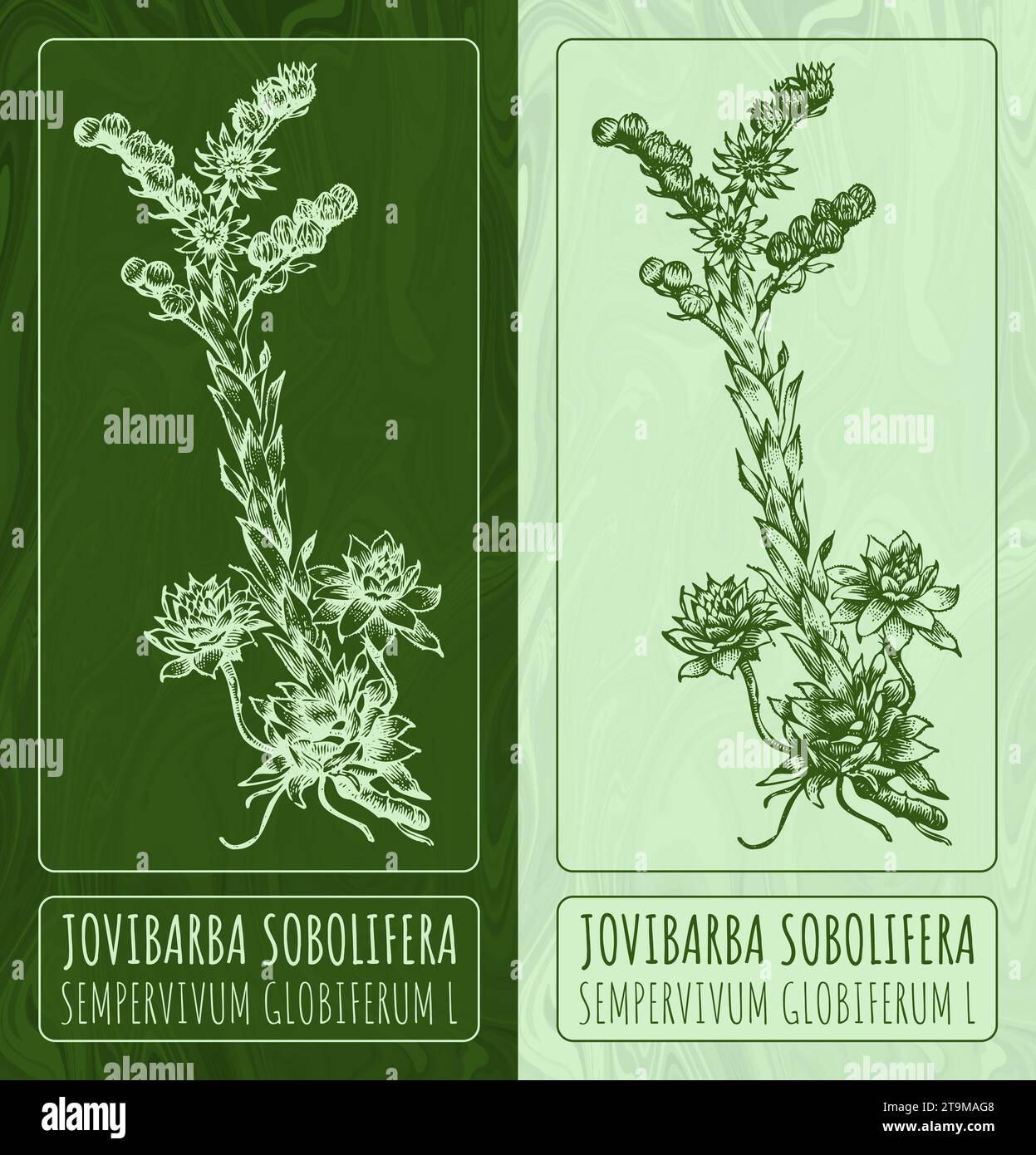 Dessins vectoriels JOVIBARBA SOBOLIFERA . Illustration dessinée à la main. Nom latin SEMPERVIVUM GLOBIFERUM L. Banque D'Images