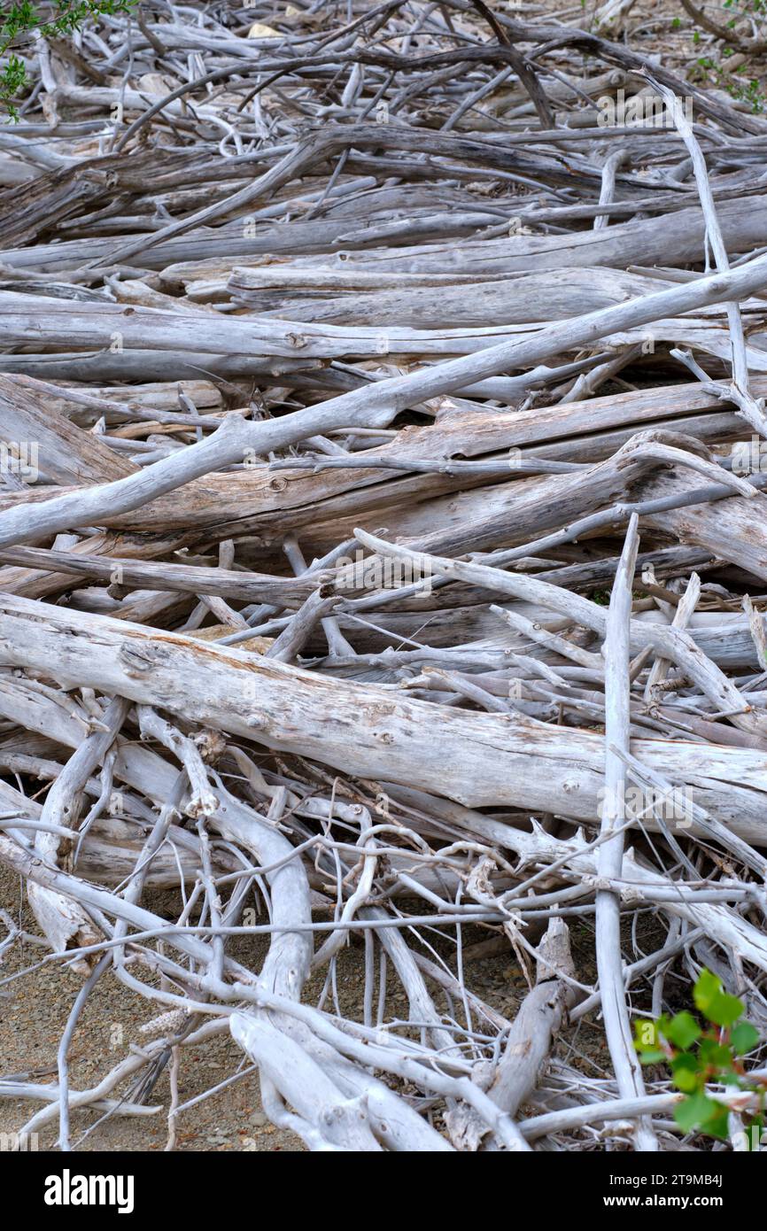 troncs morts d'arbres. Banque D'Images