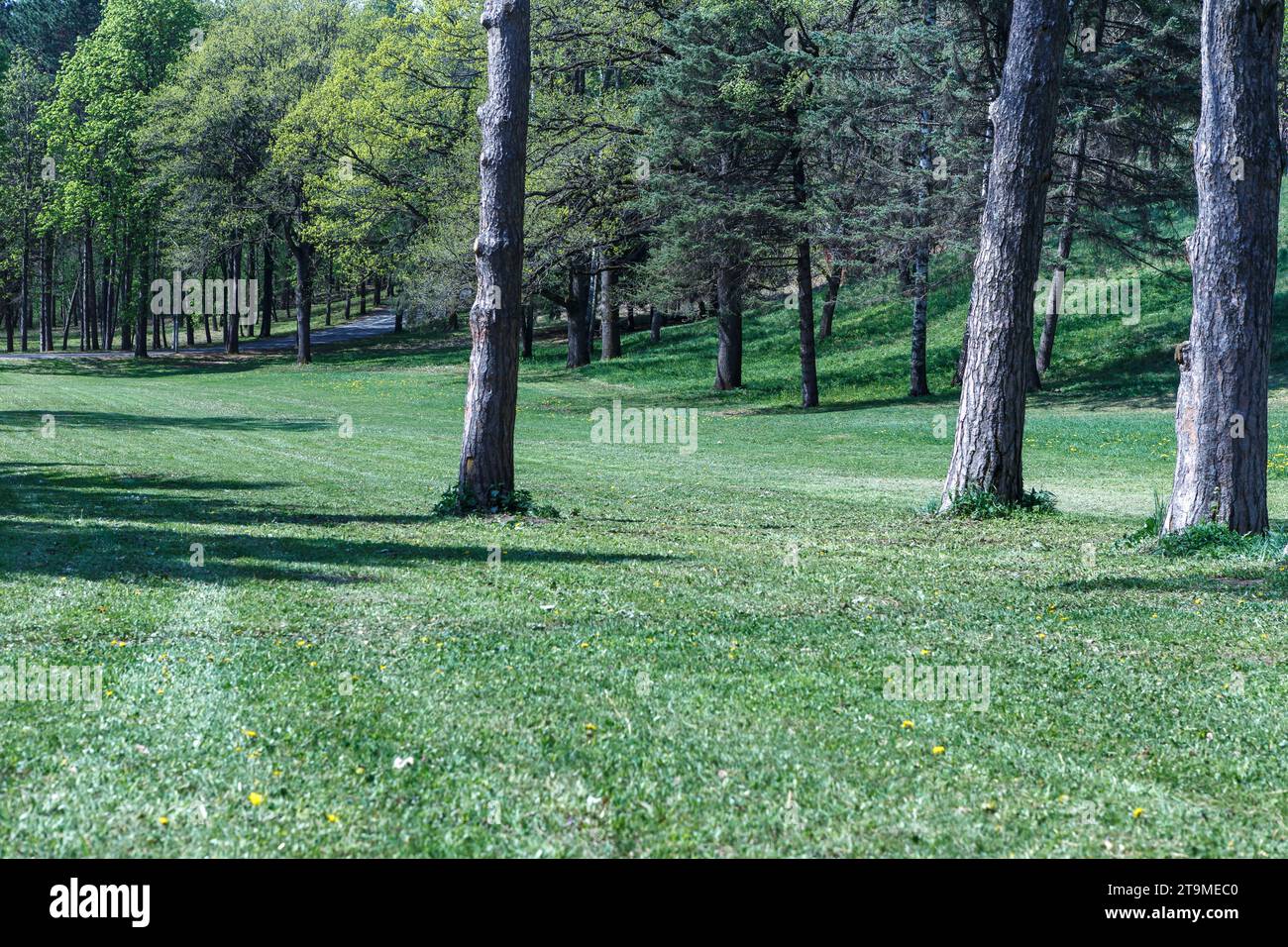 Kislovodsk, Russie - 28 avril 2018- les pins du parc national de Kislovodsk, le plus grand parc urbain d'Europe avec une superficie de 966 hectares Banque D'Images