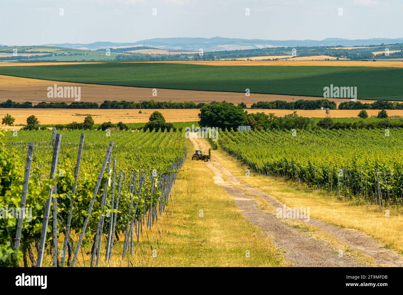 Vignobles autour de Znojmo, Moravie du Sud. Célèbre région viticole de la République tchèque Banque D'Images