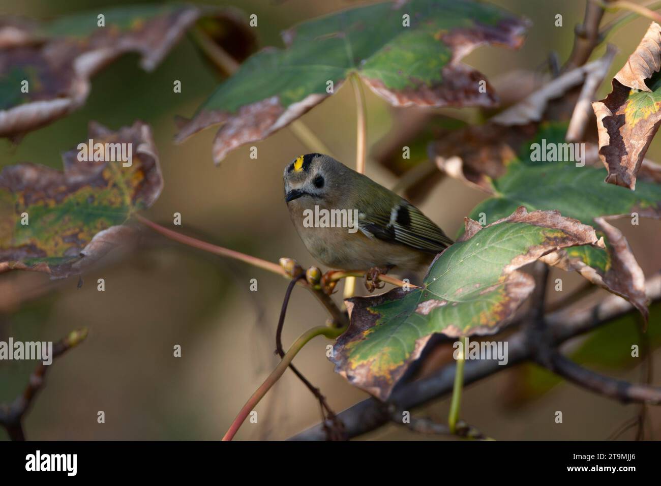 Goldcrest, Regulus regulus, pendant la migration automnale dans les dunes au nord de Katwijk, pays-Bas. Recherche de nourriture sur de minuscules insectes. Banque D'Images