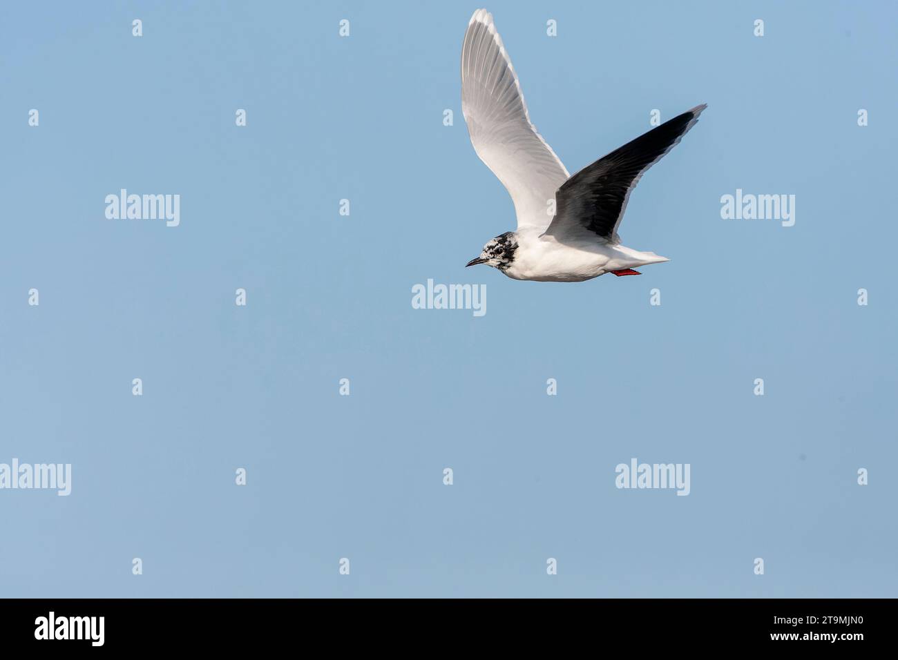 Adulte Little Goéland (Hydrocoloeus minutus) en vol aux pays-Bas. Mue au plumage d'été. Banque D'Images