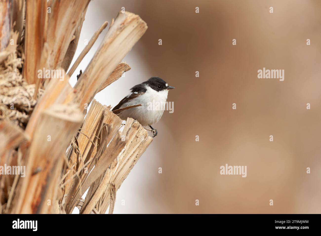 Flycatcher (Ficedula semitorquata) mâle à semi-collaré au cours de la migration printanière à Eilat, Israël. Banque D'Images