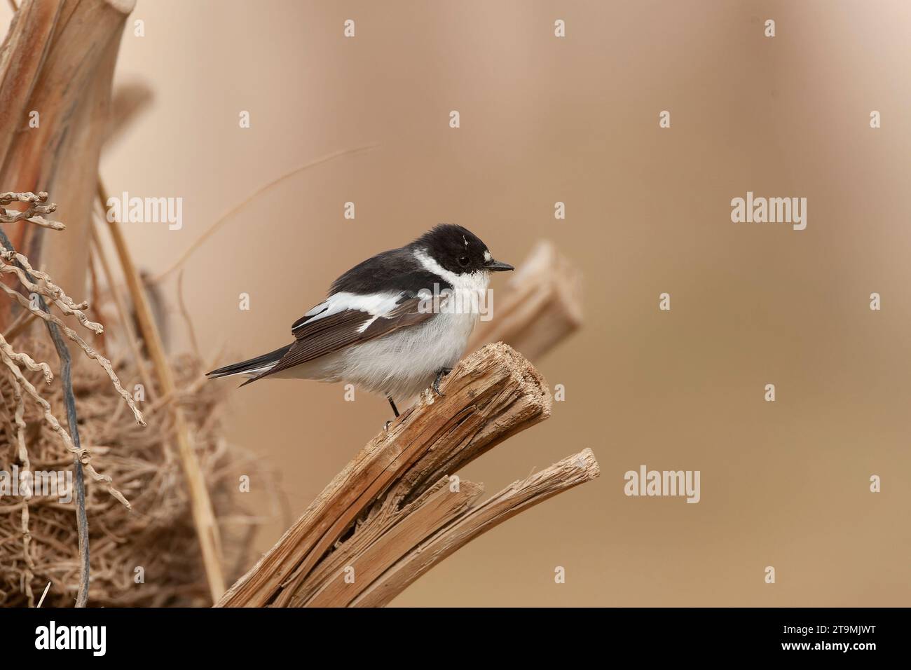 Flycatcher (Ficedula semitorquata) mâle à semi-collaré au cours de la migration printanière à Eilat, Israël. Banque D'Images